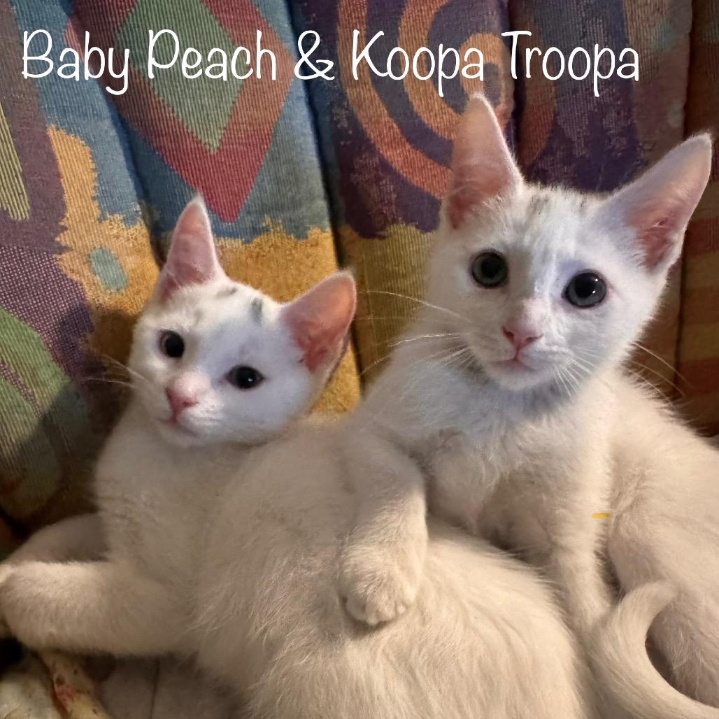 Baby Peach, Adoptable, Kitten Female Domestic Short Hair.
