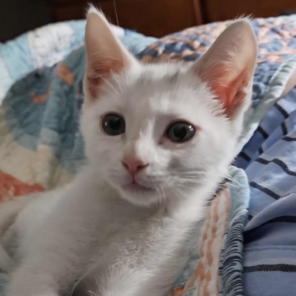 Enlarge Baby Peach, a Adoptable Domestic Short Hair in TITUSVILLE, FL image 2/2