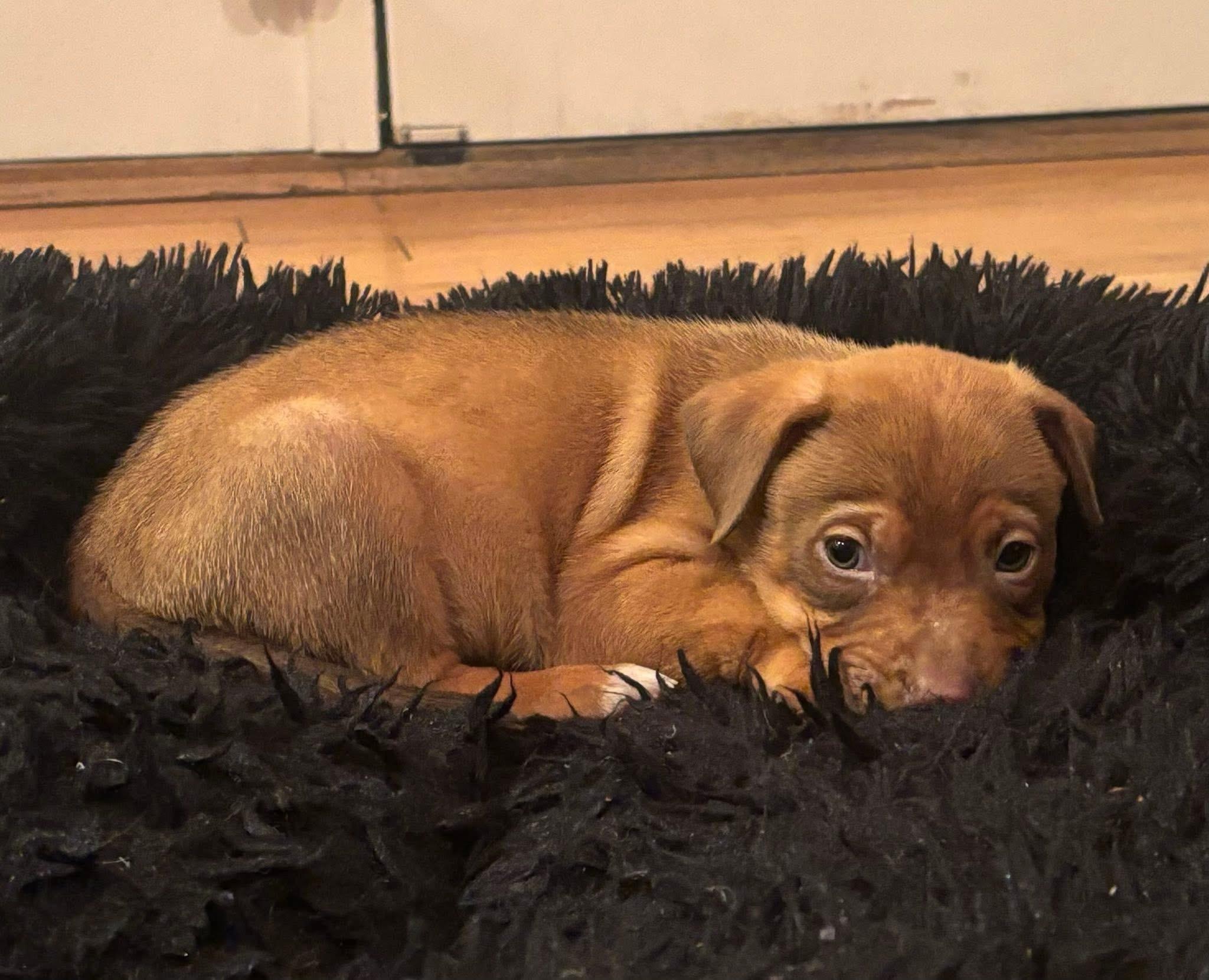 Enlarge Comet, a Adoptable Black Mouth Cur in Berlin, NJ image 1/2