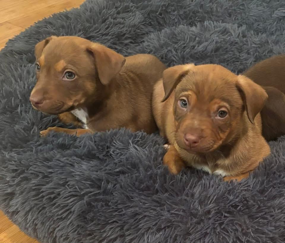 Enlarge Comet, a Adoptable Black Mouth Cur in Berlin, NJ image 2/2