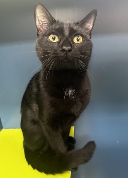 Black Panther, Adoptable, Young Male Domestic Short Hair & Domestic Short Hair.