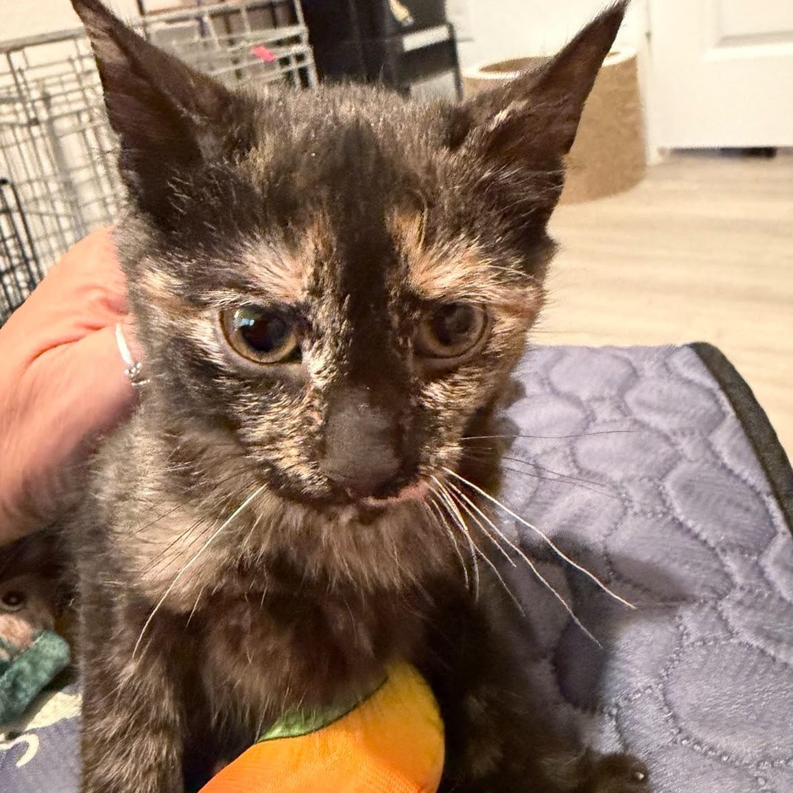 Enlarge Marie, an adopted Tortoiseshell in Kempner, TX image 1/2
