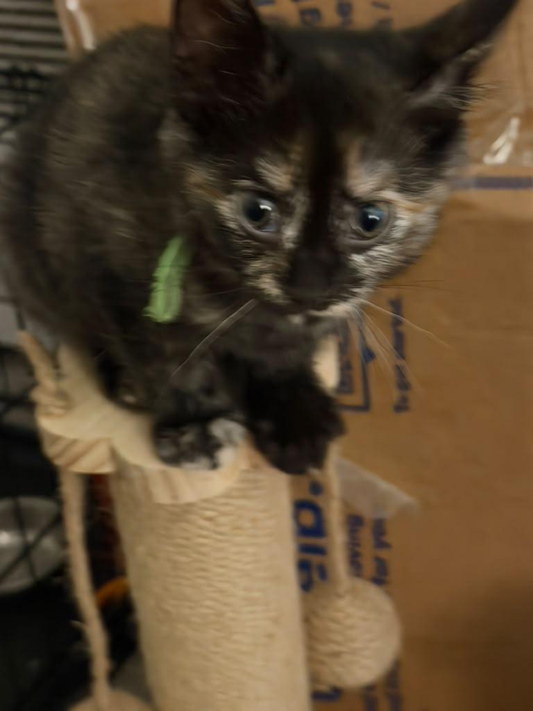 Marie, ADOPTABLE, Kitten Female Tortoiseshell.