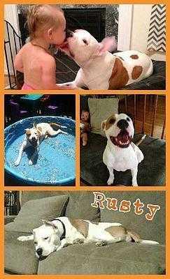 Rusty, Adoptable, Adult Male Pit Bull Terrier & American Bulldog.