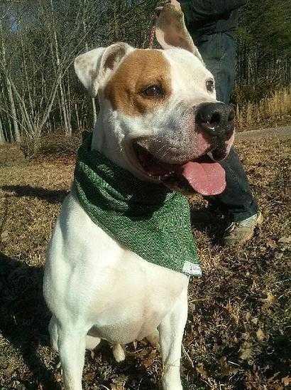 Rusty, a Adoptable mixed breed in Staunton, VA image 2/3