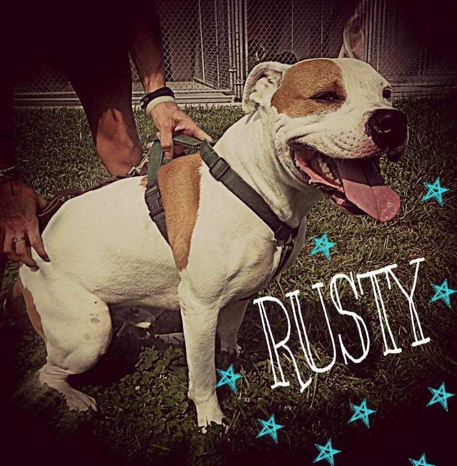 Rusty, a Adoptable mixed breed in Staunton, VA image 3/3