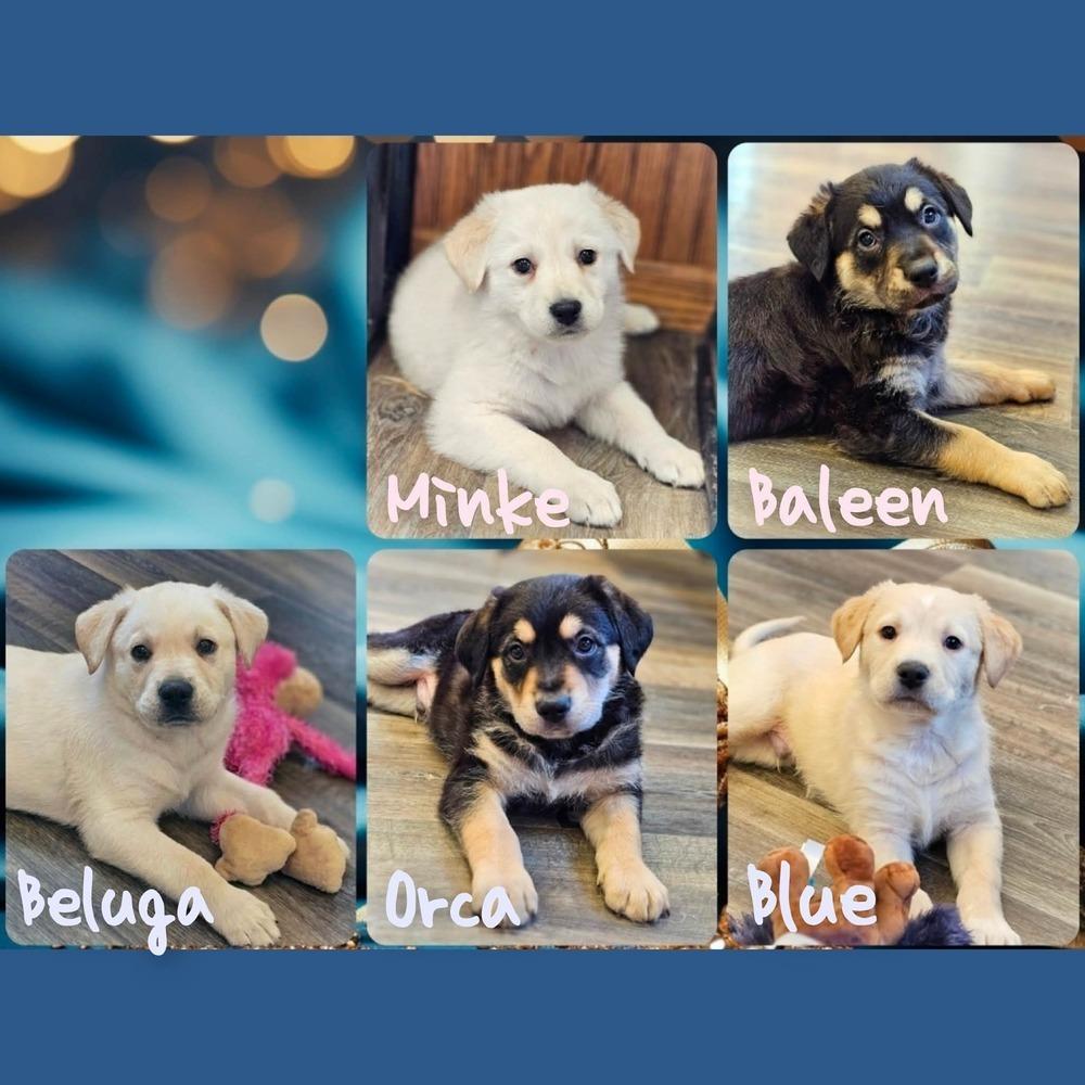 Enlarge Minke, a Adoptable mixed breed in Saginaw, MI image 1/2