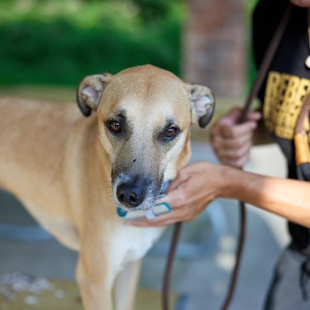Willie, a Adoptable mixed breed in Chicago, IL image 2/6