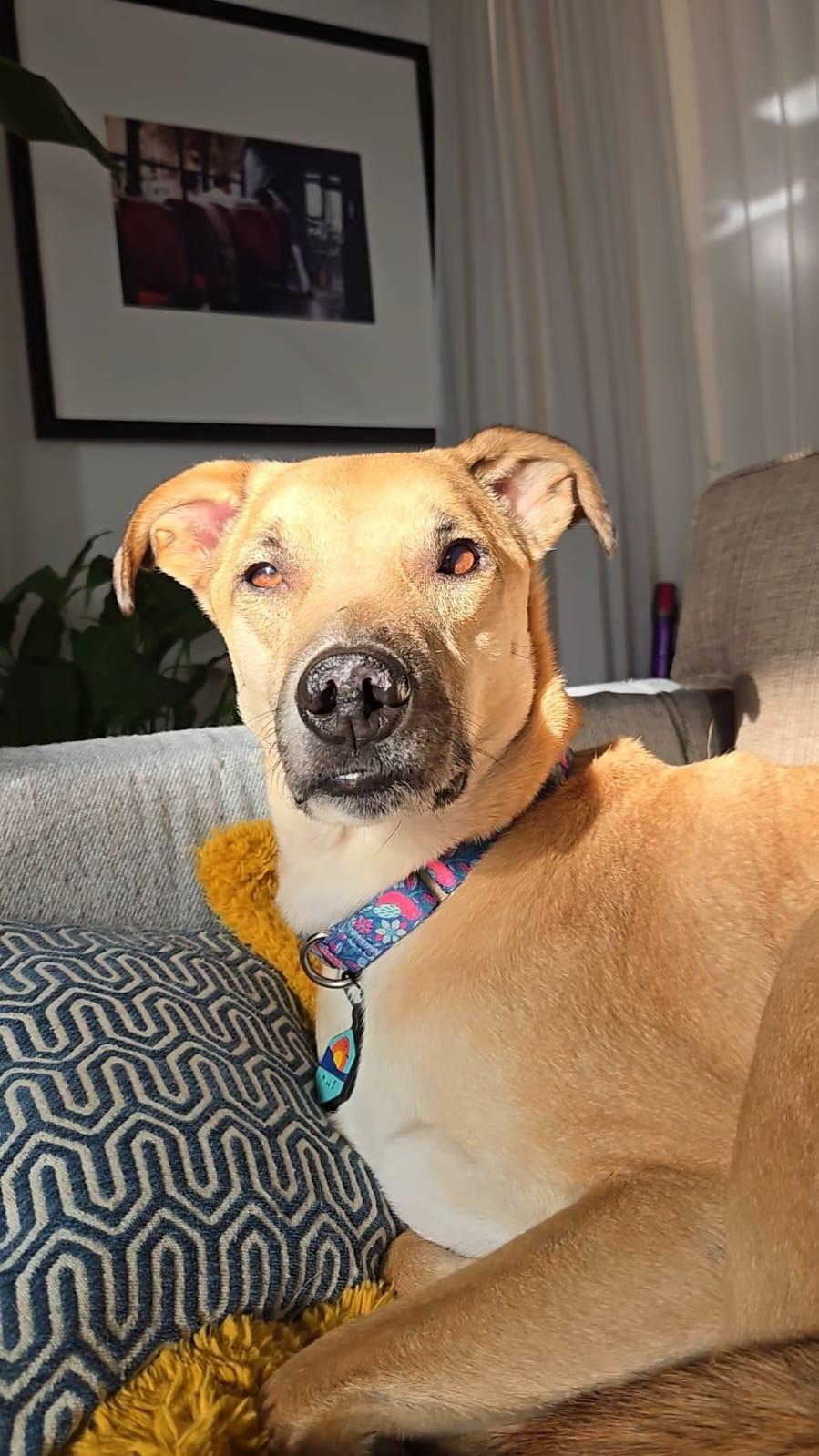 Willie, a Adoptable mixed breed in Chicago, IL image 3/6