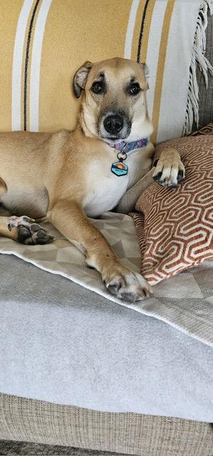 Willie, a Adoptable mixed breed in Chicago, IL image 4/6