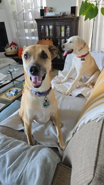 Willie, a Adoptable mixed breed in Chicago, IL image 5/6