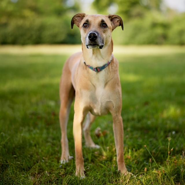 Willie, a Adoptable mixed breed in Chicago, IL image 6/6