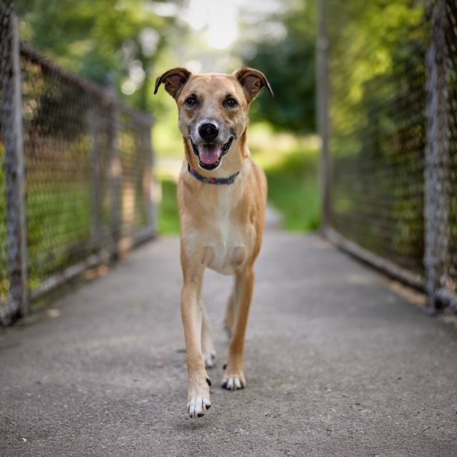 Willie, Adoptable, Young Male Shepherd.