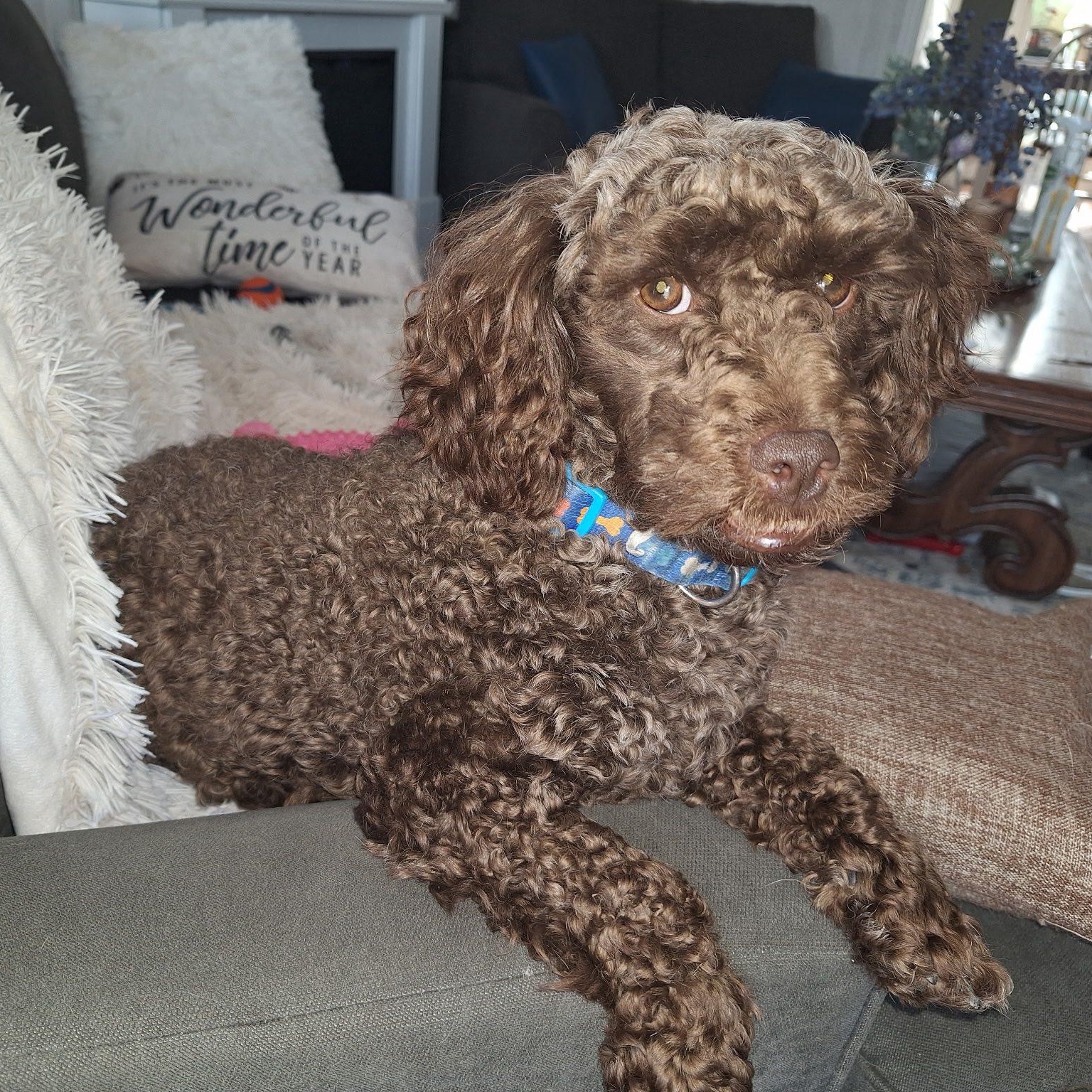 Waffles, adoptable, Young Male Miniature Poodle.