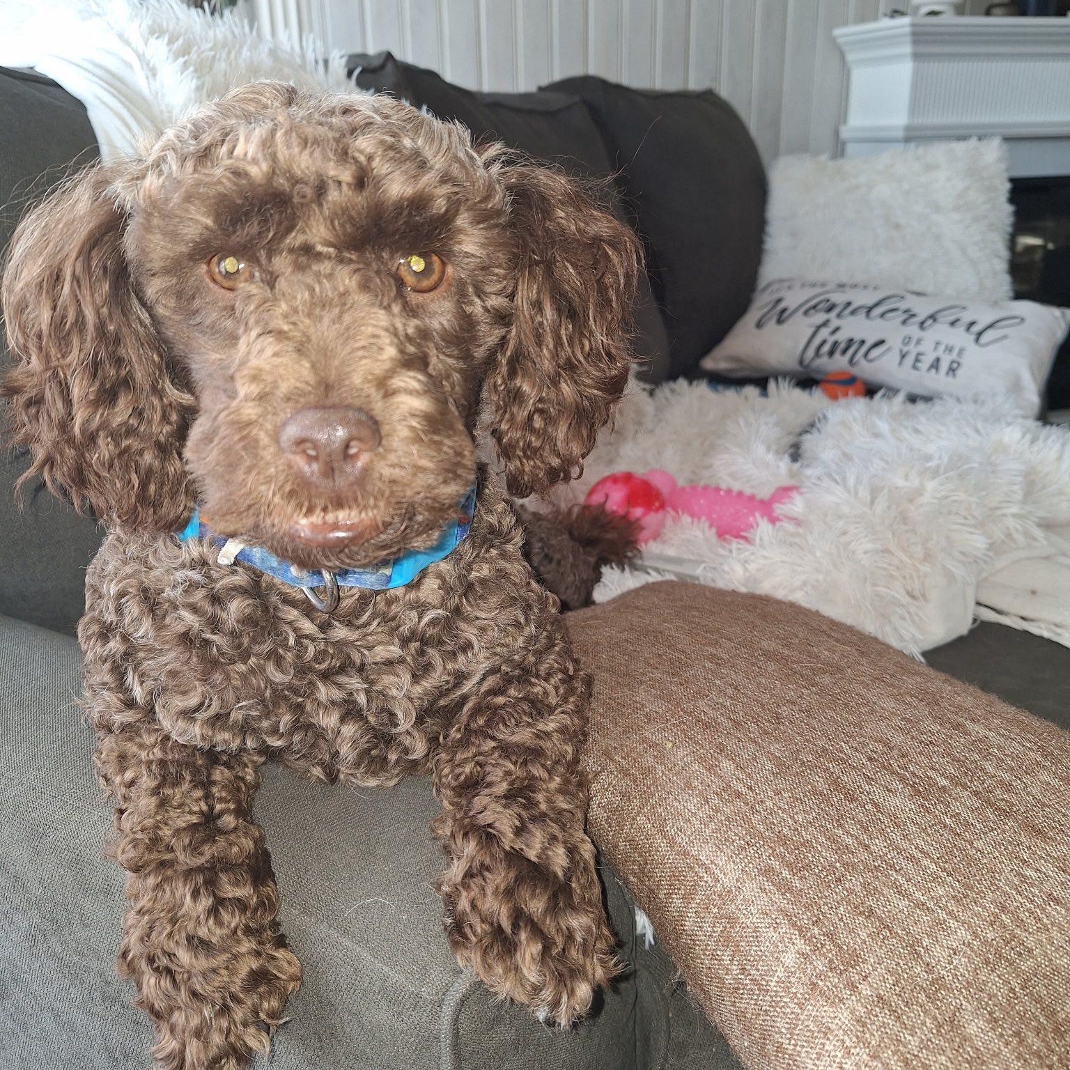 Enlarge Waffles, an adoptable Miniature Poodle in Woodstock, ON image 2/3
