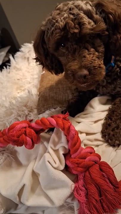 Enlarge Waffles, an adoptable Miniature Poodle in Woodstock, ON video 3/3