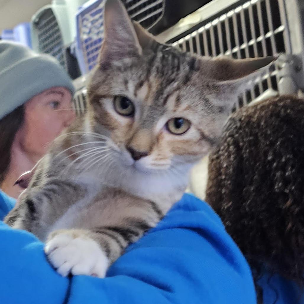 Enlarge Jenga, a Adoptable Domestic Short Hair in Camden, DE image 1/2