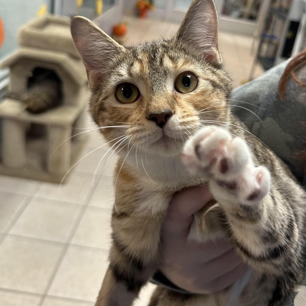 Enlarge Jenga, a Adoptable Domestic Short Hair in Camden, DE image 2/2