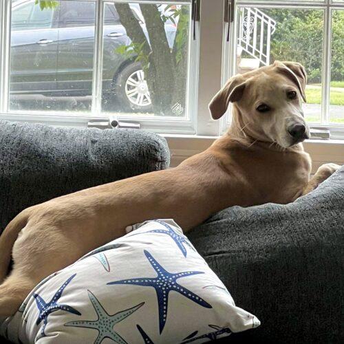 Happy Boy Nathan, a Adoptable mixed breed in Verona, NJ image 1/5