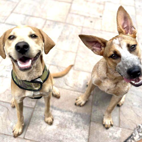 Happy Boy Nathan, a Adoptable mixed breed in Verona, NJ image 2/5