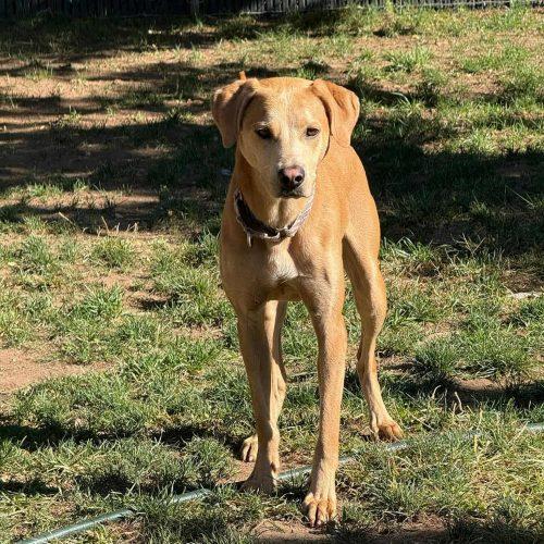 Happy Boy Nathan, a Adoptable mixed breed in Verona, NJ image 3/5