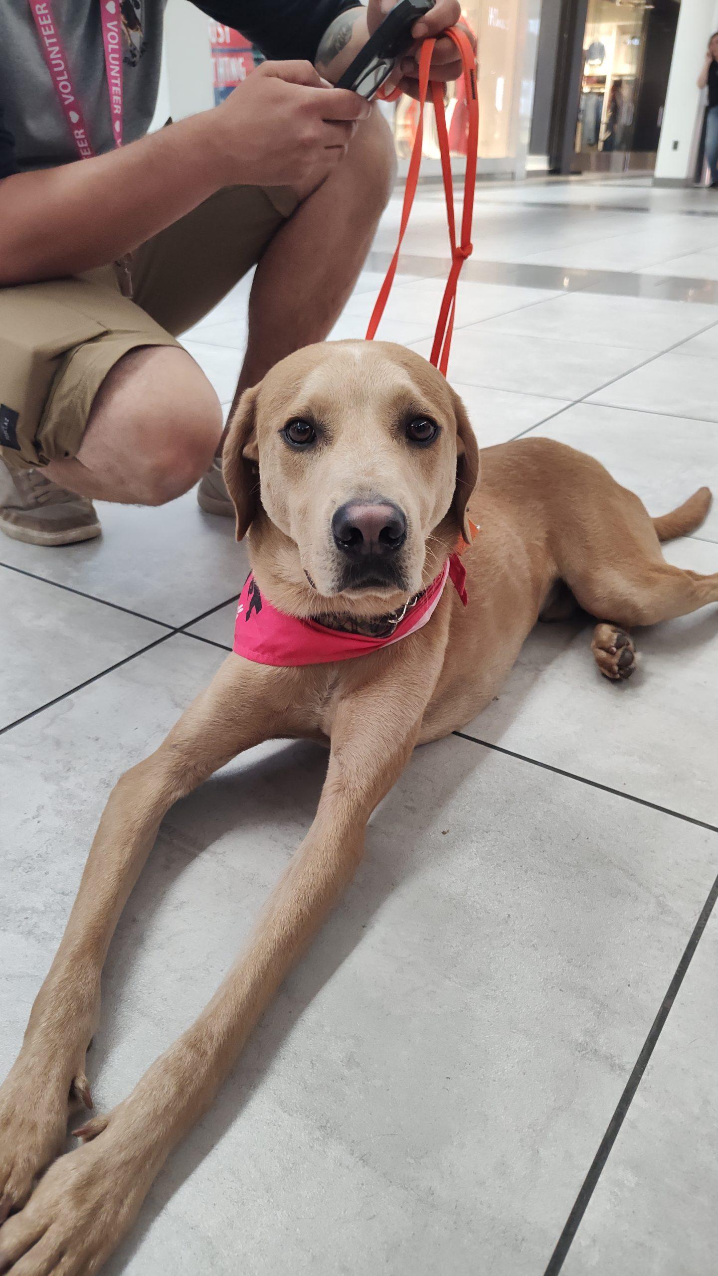 Enlarge Happy Boy Nathan, a Adoptable mixed breed in Verona, NJ image 4/6