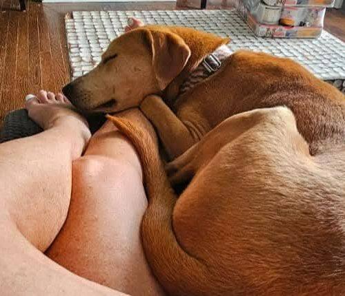 Happy Boy Nathan, a Adoptable mixed breed in Verona, NJ image 4/5