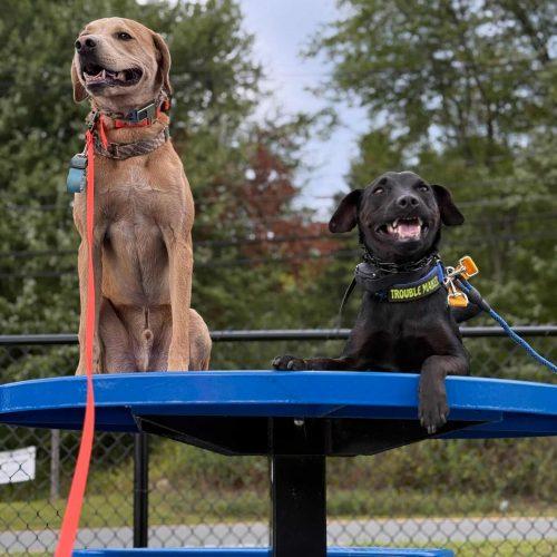 Happy Boy Nathan, a Adoptable mixed breed in Verona, NJ image 5/5