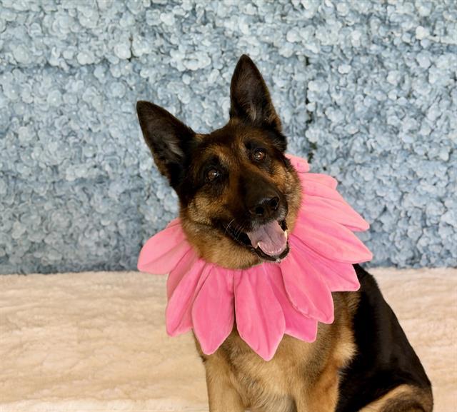 PEPPER, Adoptable, Adult Female German Shepherd Dog.