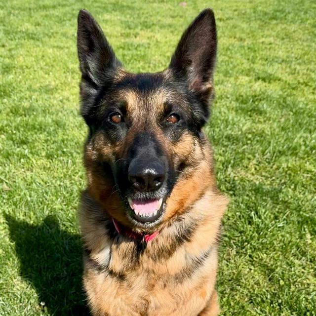 PEPPER, Adoptable, Adult Female German Shepherd Dog.