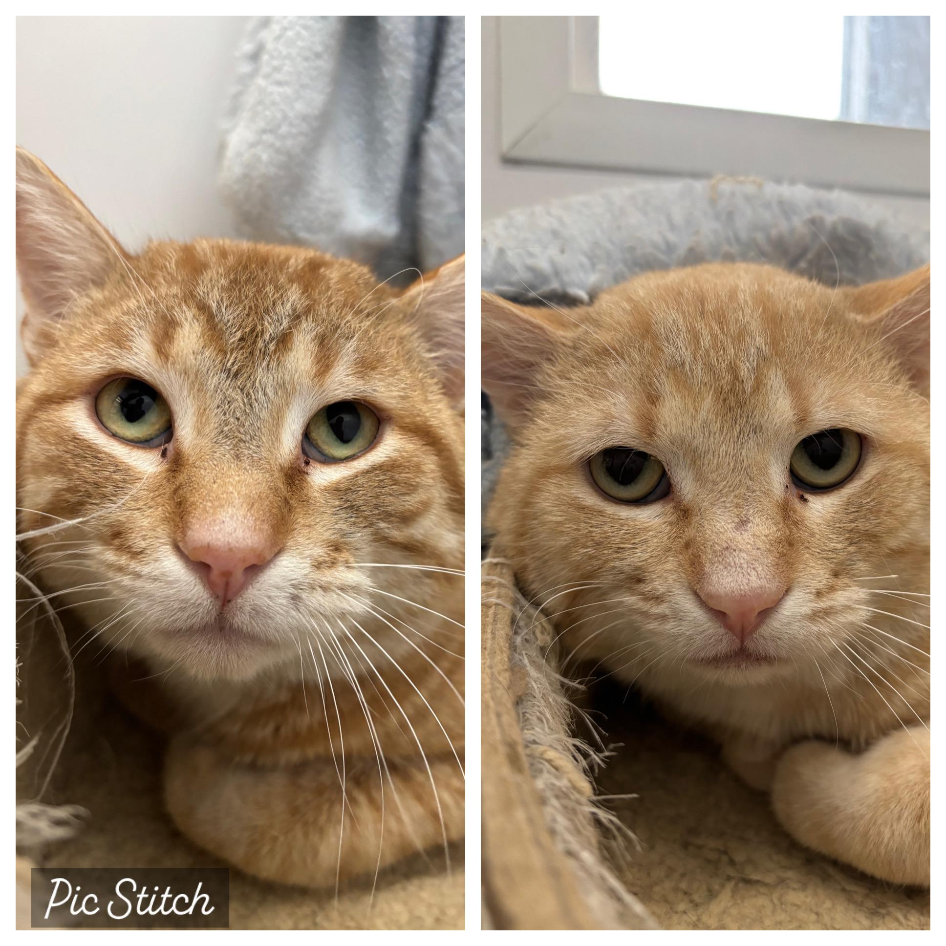 Orville and Wilbur, Adult Male Domestic Short Hair