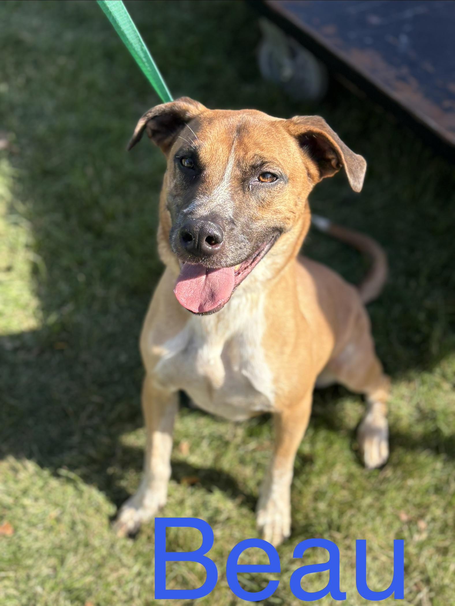 Beau, Adoptable, Adult Male Labrador Retriever & Cattle Dog.