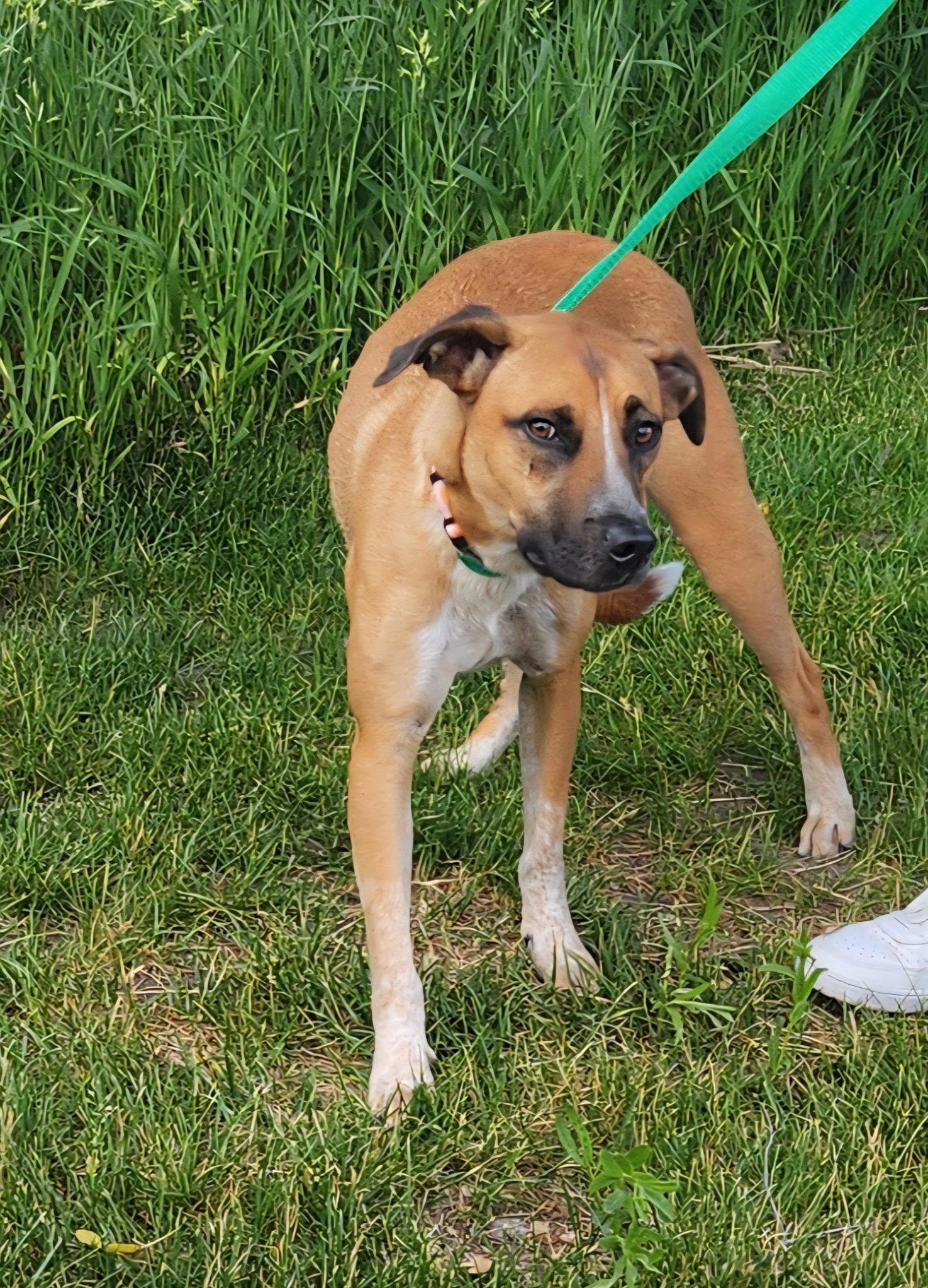 Enlarge Beau, a Adoptable mixed breed in Zimmerman, MN image 2/3