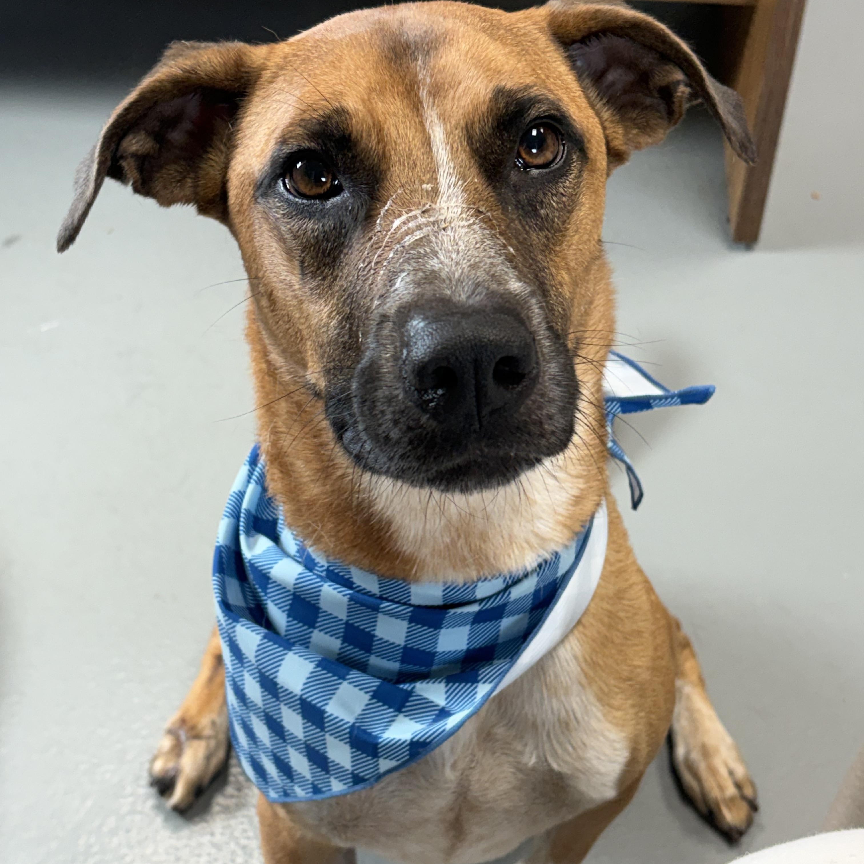 Enlarge Beau, a Adoptable mixed breed in Zimmerman, MN image 3/3