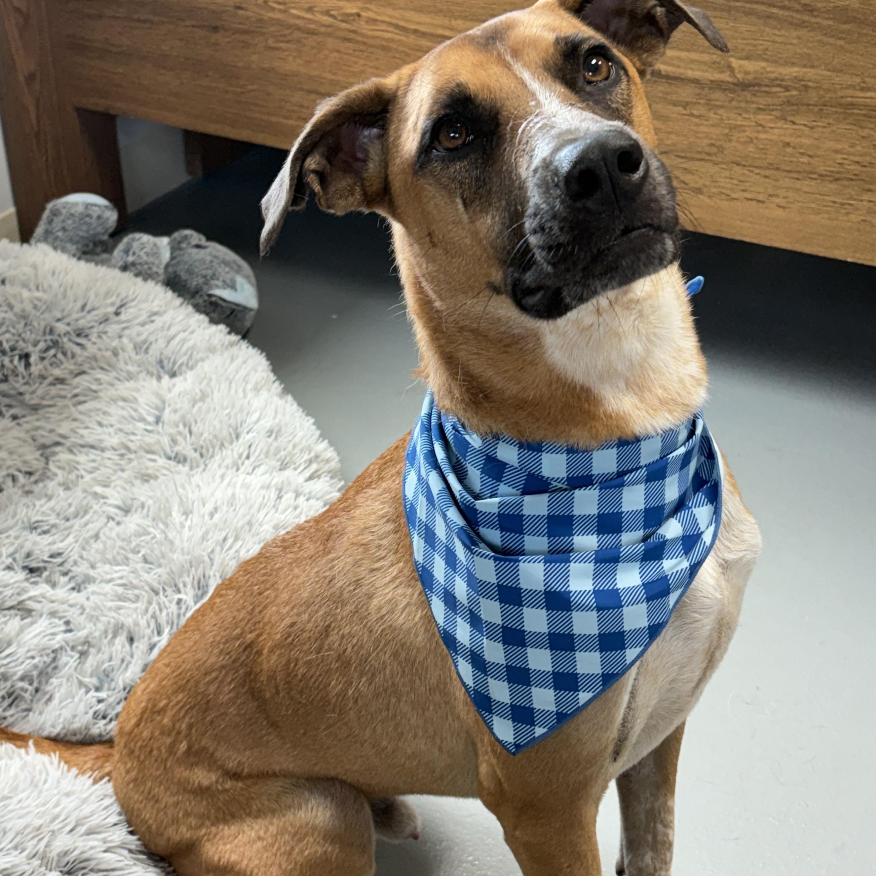 Beau, Adoptable, Adult Male Labrador Retriever & Cattle Dog.
