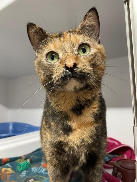 Speckles, ADOPTABLE, Adult Female Domestic Short Hair.