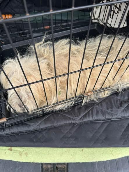 Enlarge Octavius, a Adoptable Lhasa Apso in Matthews, NC image 2/2