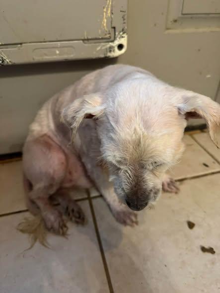 Octavius, Adoptable, Adult Male Lhasa Apso.
