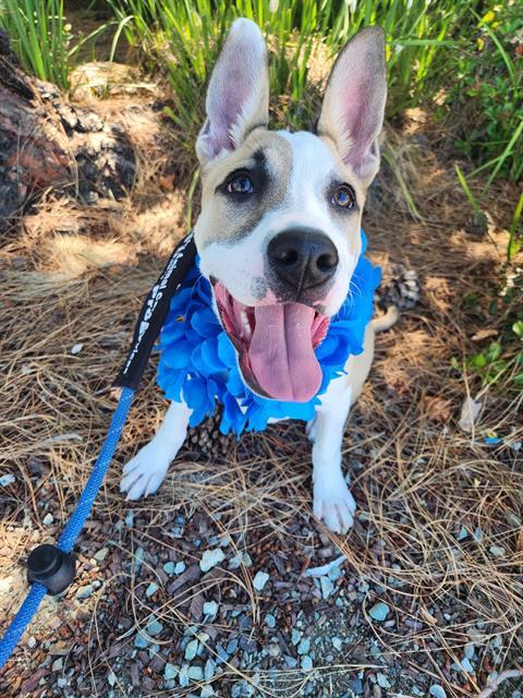 DUCKIE, Adoptable, Young Male Pit Bull Terrier.