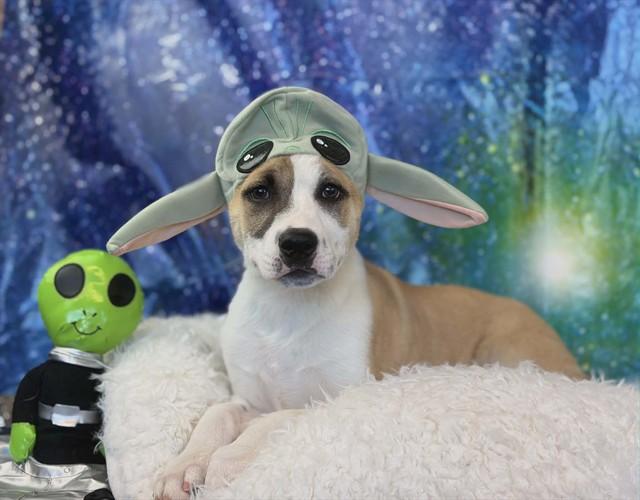 Enlarge DUCKIE, a Adoptable Pit Bull Terrier in Fairfield, CA image 1/1