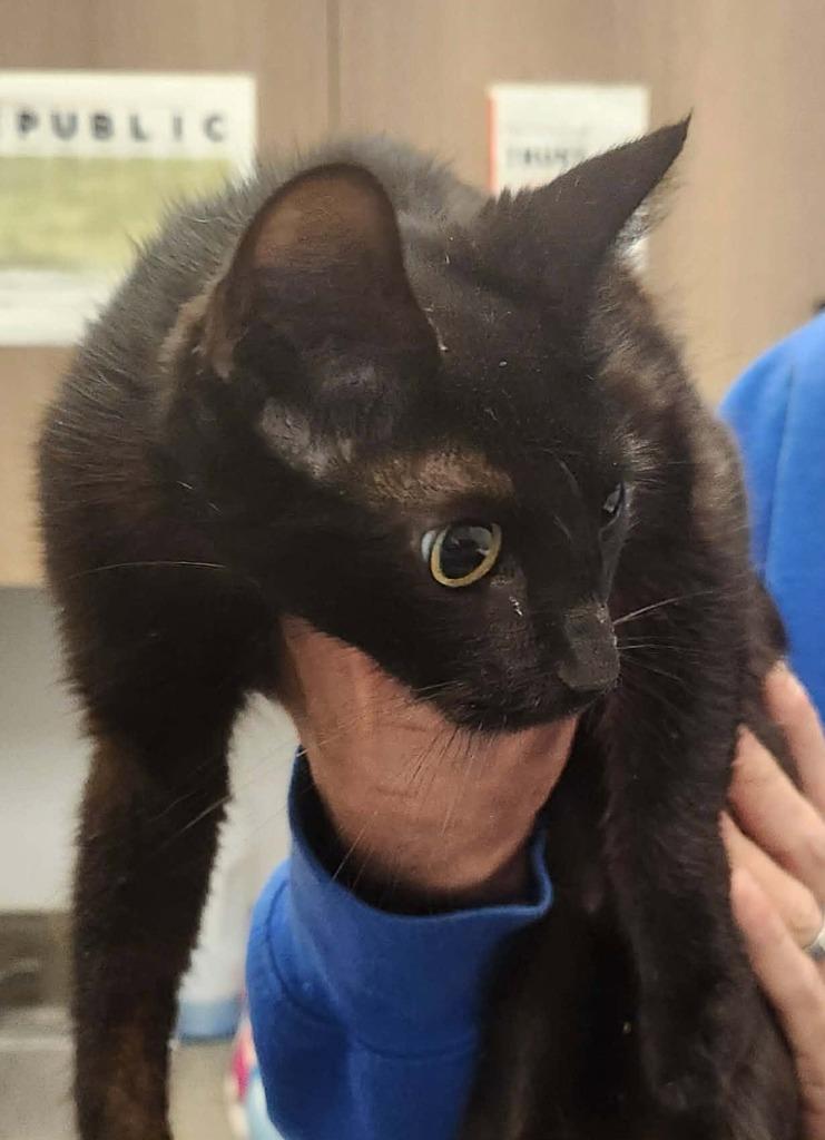 Holly, ADOPTABLE, Young • Female, American Bobtail & Domestic Short Hair.