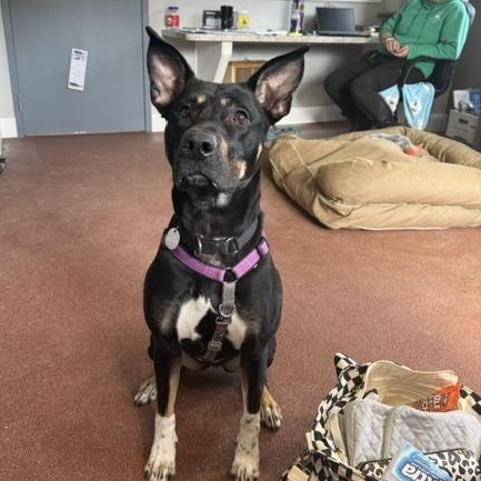 Enlarge Freya, a Adoptable mixed breed in Saranac Lake, NY image 1/6