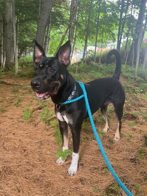 Enlarge Freya, a Adoptable mixed breed in Saranac Lake, NY image 5/5
