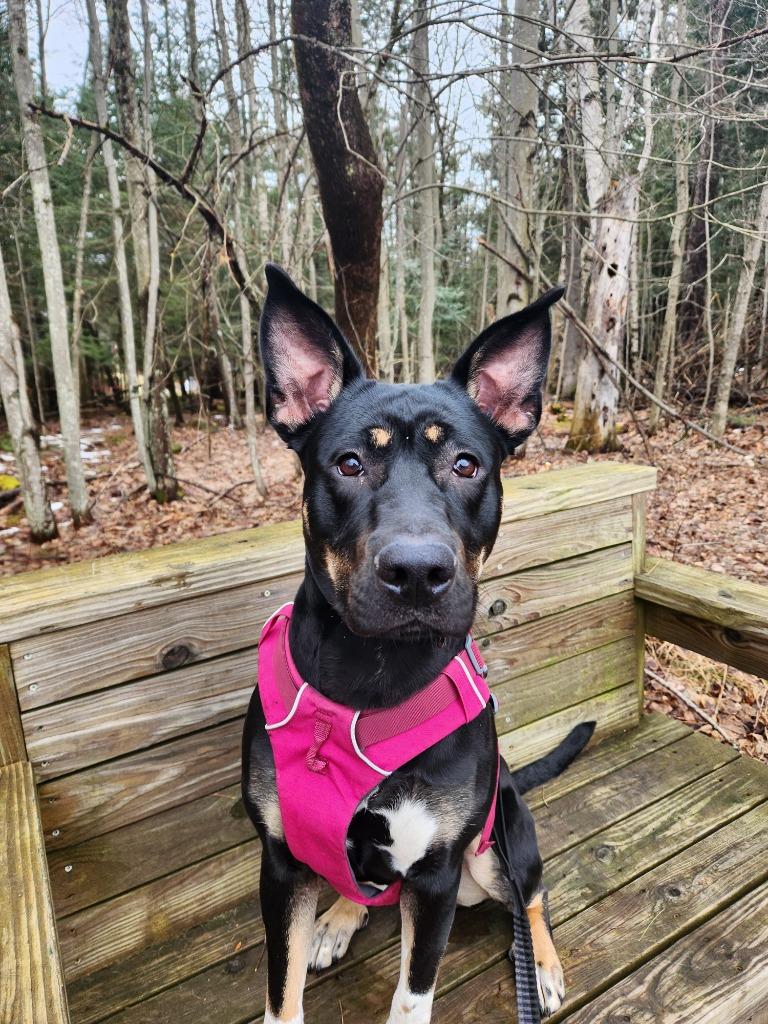Freya, an adoptable Belgian Shepherd / Malinois, Rottweiler in Saranac Lake, NY, 12983 | Photo Image 2