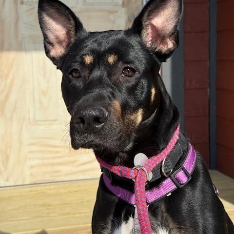 Freya, Adoptable, Young Female Belgian Shepherd / Malinois & Rottweiler.