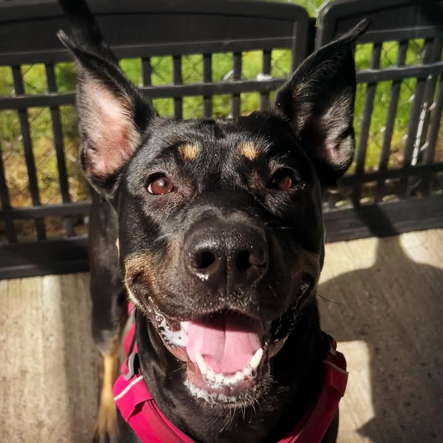 Freya, Adoptable, Young Female Belgian Shepherd / Malinois & Rottweiler.