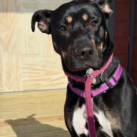 Enlarge Freya, a Adoptable mixed breed in Saranac Lake, NY image 6/6