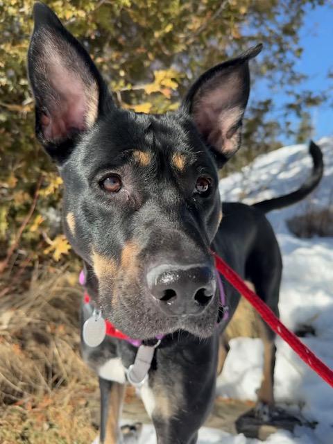 Enlarge Freya, a Adoptable mixed breed in Saranac Lake, NY image 2/6