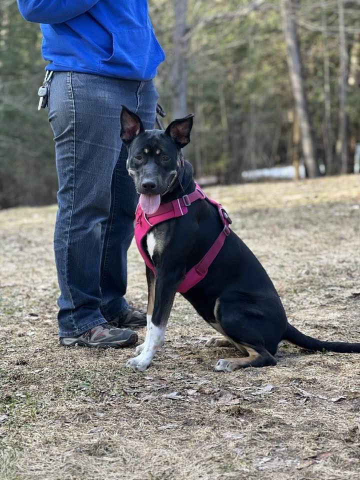 Enlarge Freya, a Adoptable mixed breed in Saranac Lake, NY image 3/5