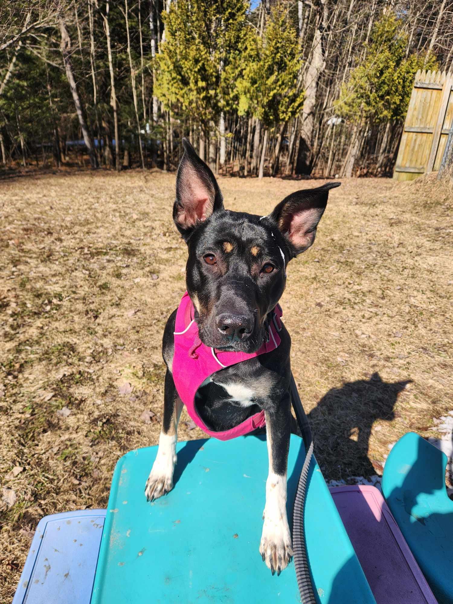 Enlarge Freya, a Adoptable mixed breed in Saranac Lake, NY image 4/5